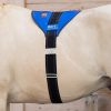 SWIT+ Horse Balance Belt