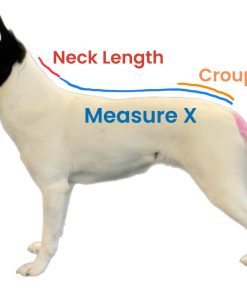 How do measure for the Dog Jacket